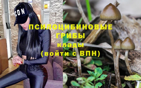 стаф Алзамай